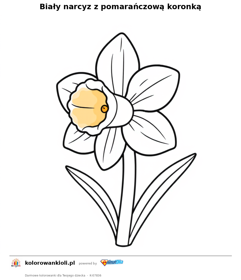 Biały narcyz z pomarańczową koronką — kolorowanka do wydruku dla dzieci