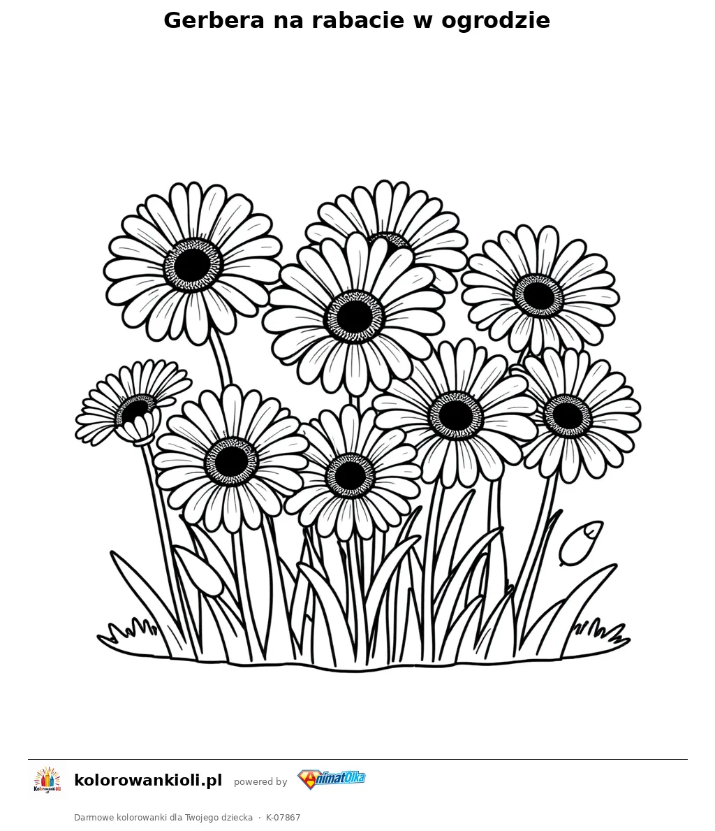 Gerbera na rabacie w ogrodzie — kolorowanka do wydruku dla dzieci