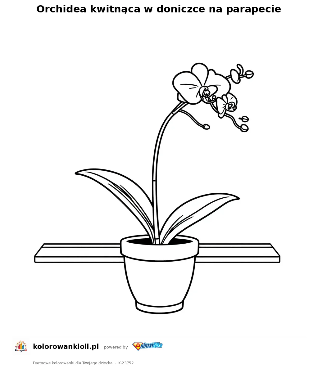 Orchidea kwitnąca w doniczce na parapecie — kolorowanka do wydruku dla dzieci