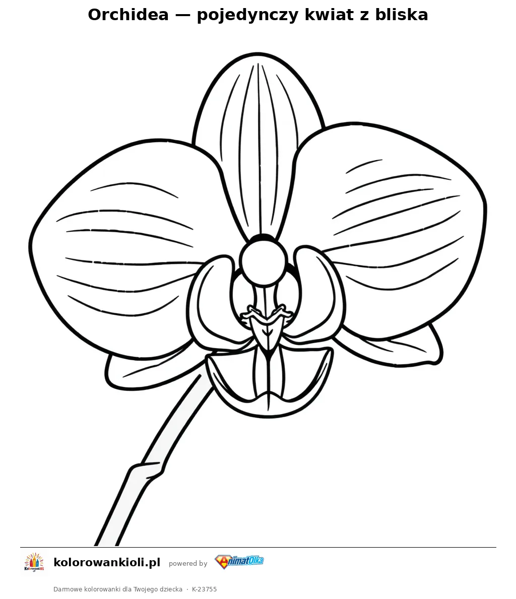 Orchidea — pojedynczy kwiat z bliska — kolorowanka do wydruku dla dzieci