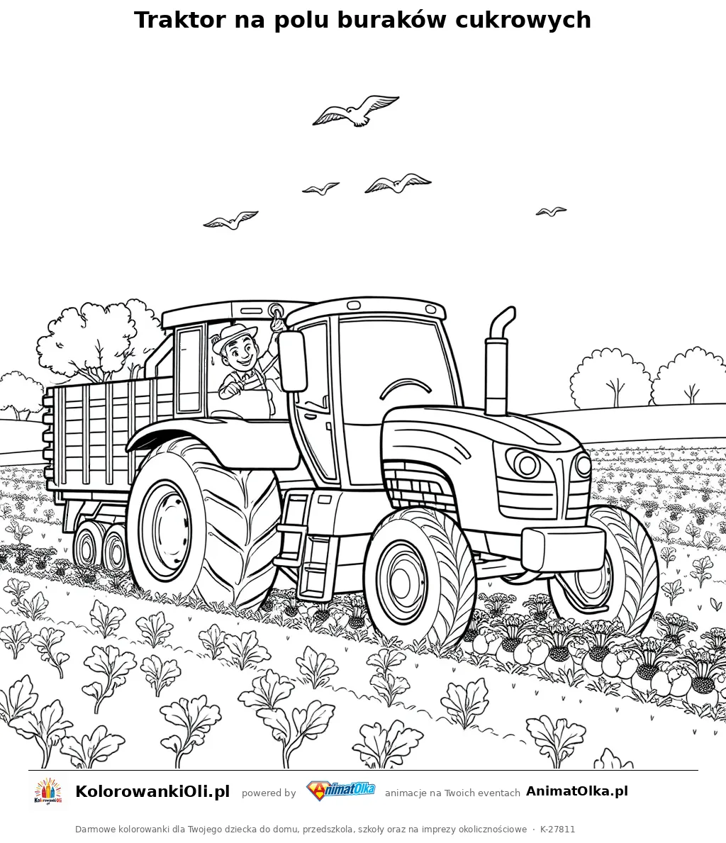 Traktor na polu buraków cukrowych — kolorowanka na Dzień Buraka do wydruku