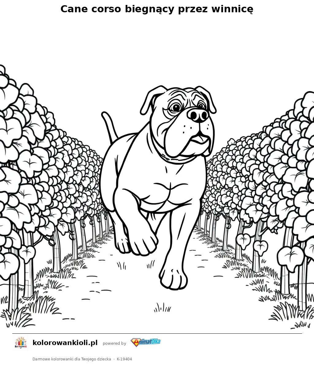 Cane corso biegnący przez winnicę — kolorowanka do wydruku dla dzieci