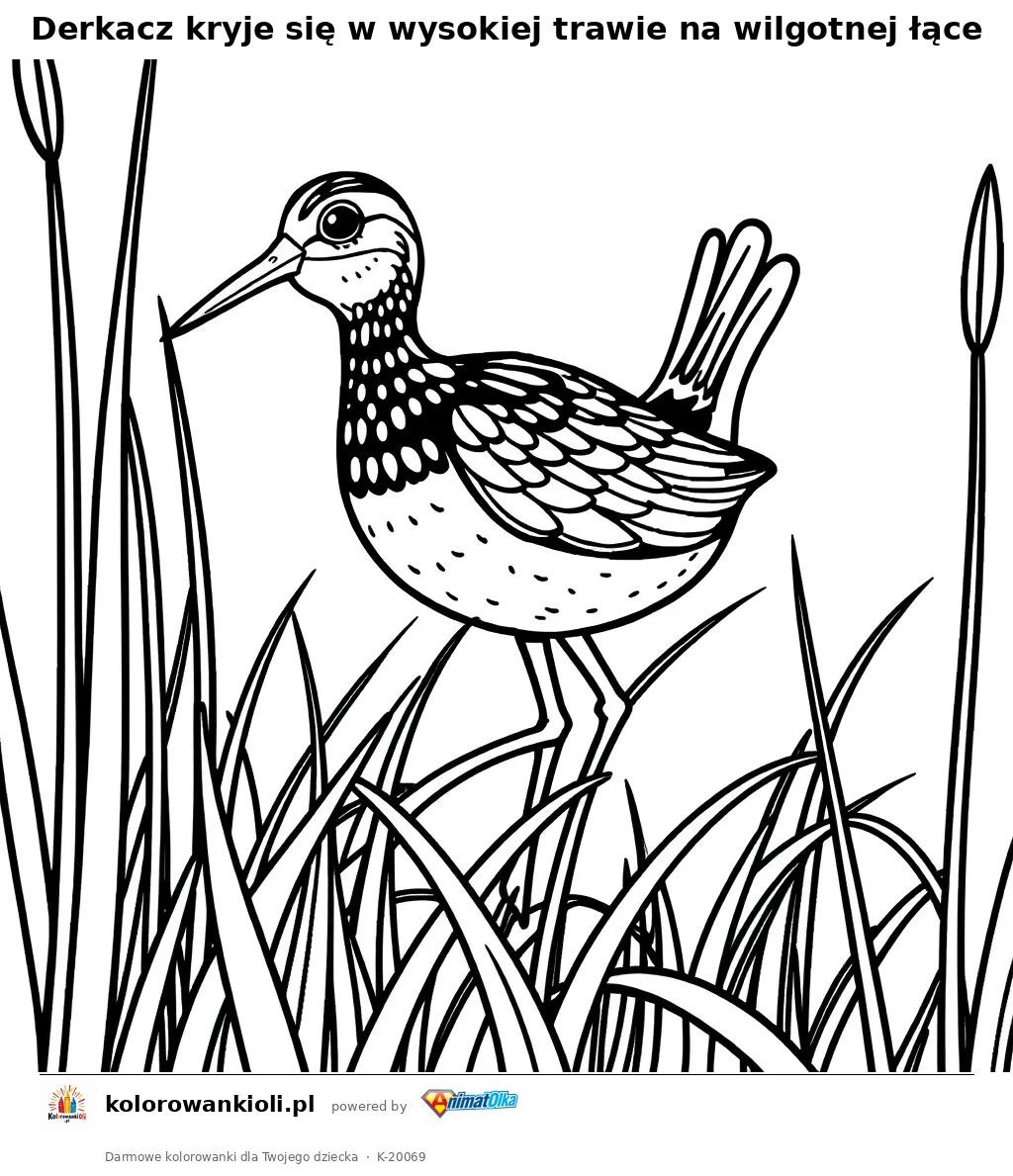 Derkacz kryje się w wysokiej trawie na wilgotnej łące — kolorowanka do wydruku dla dzieci