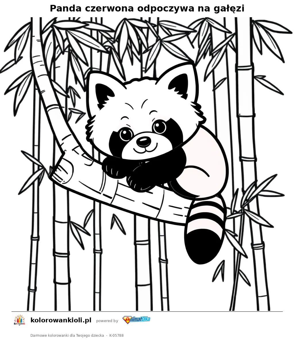 Panda czerwona odpoczywa na gałęzi — kolorowanka do wydruku dla dzieci