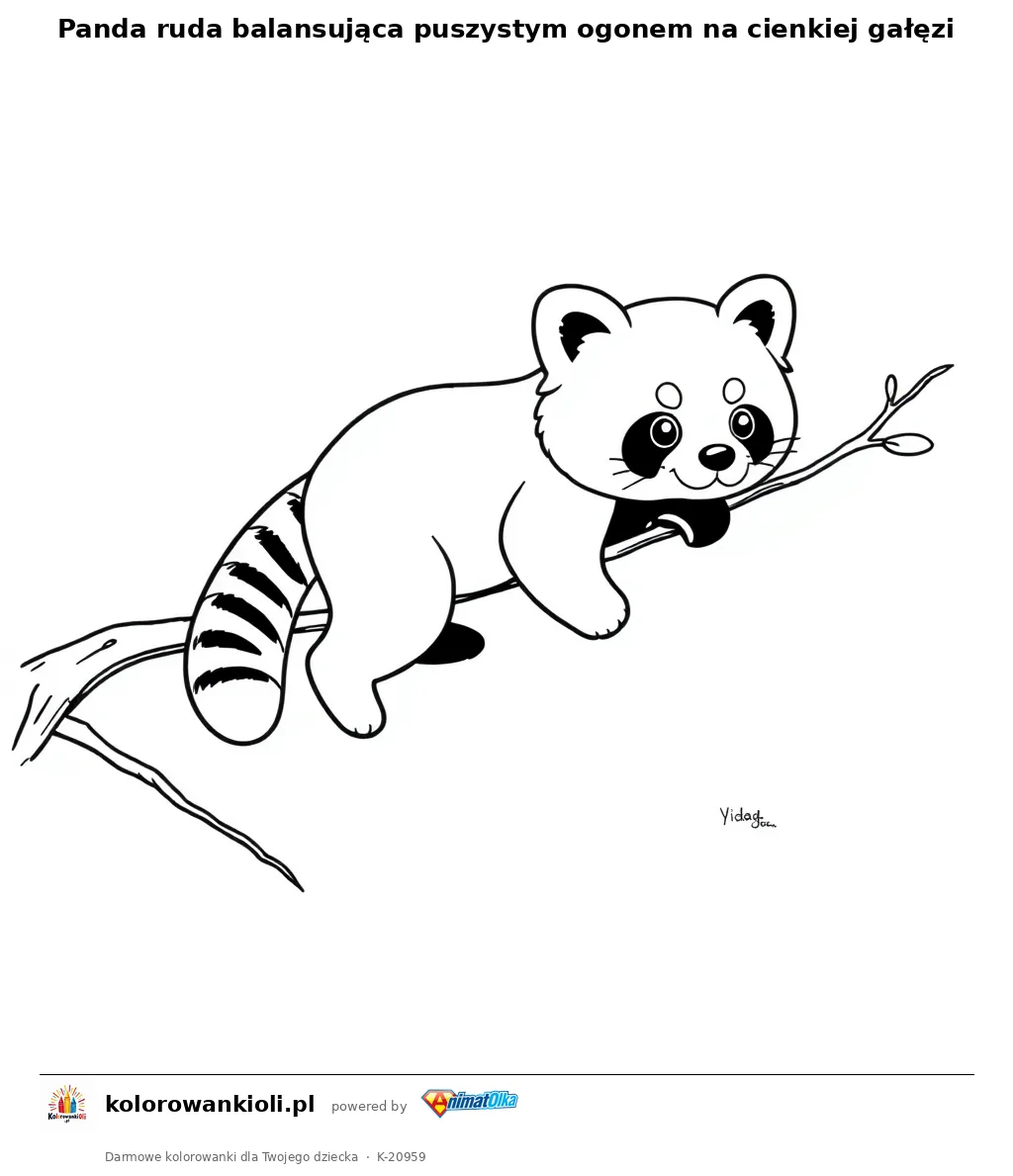 Panda ruda balansująca puszystym ogonem na cienkiej gałęzi — kolorowanka do wydruku dla dzieci