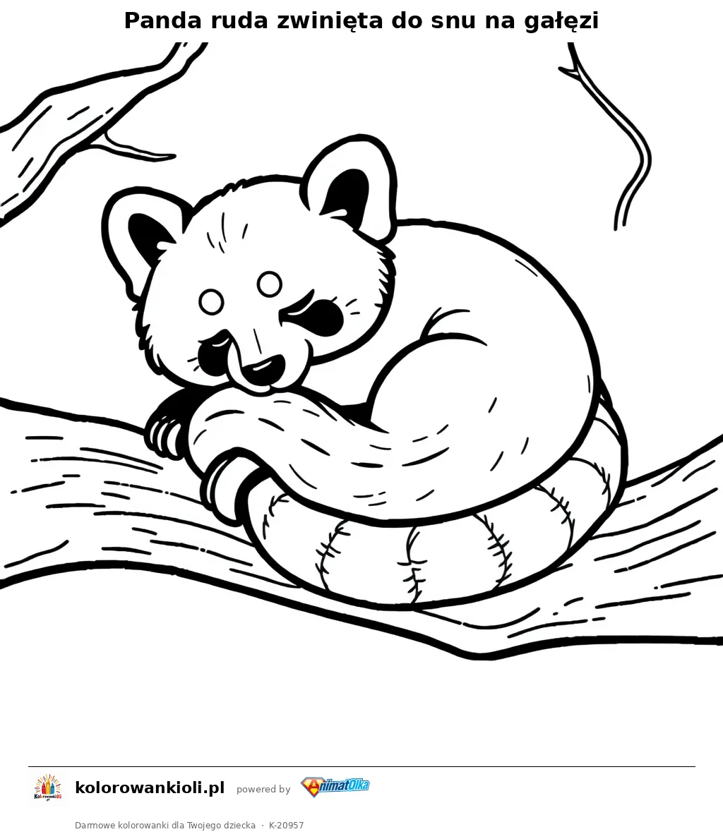 Panda ruda zwinięta do snu na gałęzi — kolorowanka do wydruku dla dzieci