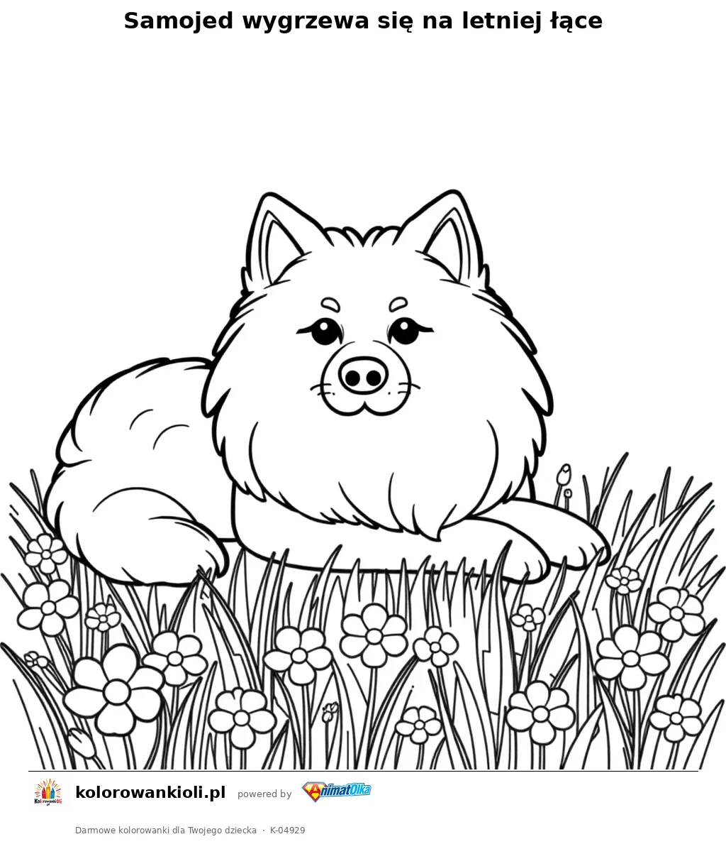 Samojed wygrzewa się na letniej łące — kolorowanka do wydruku dla dzieci