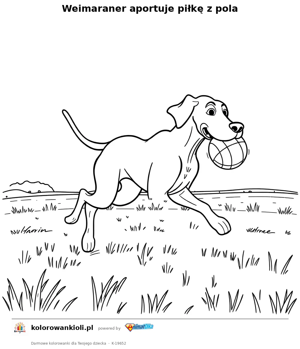 Weimaraner aportuje piłkę z pola — kolorowanka do wydruku dla dzieci