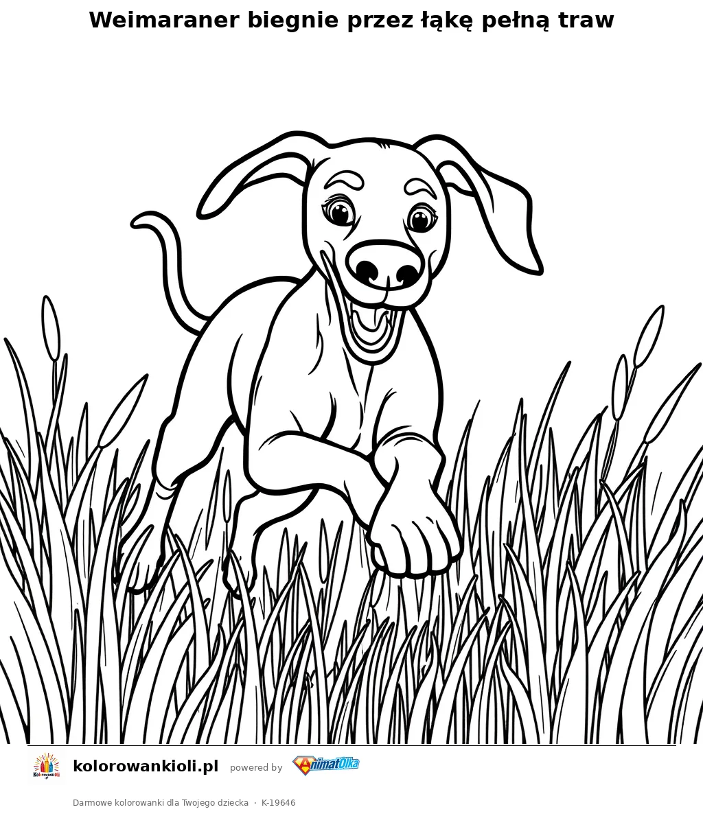 Weimaraner biegnie przez łąkę pełną traw — kolorowanka do wydruku dla dzieci