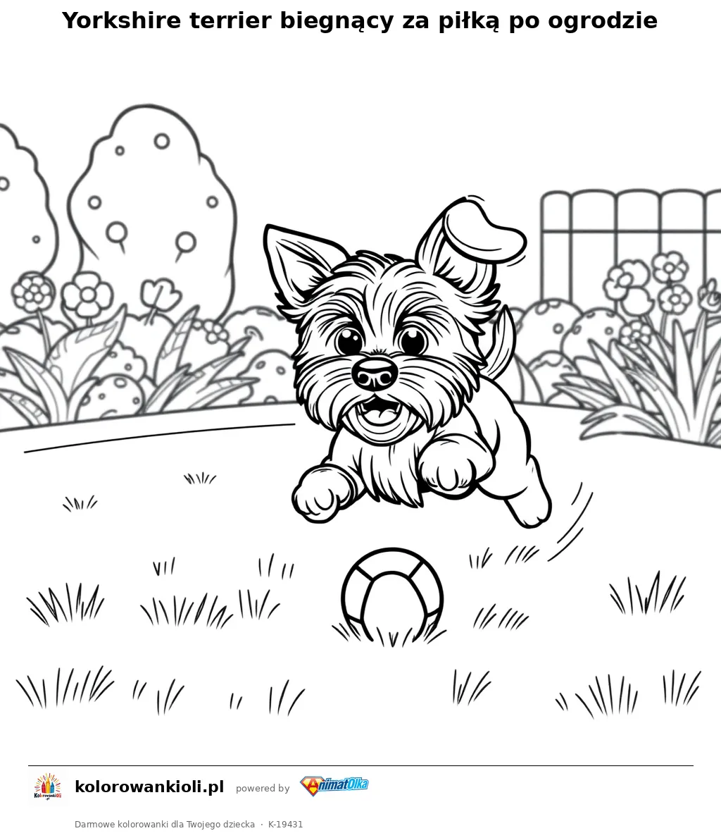 Yorkshire terrier biegnący za piłką po ogrodzie — kolorowanka do wydruku dla dzieci