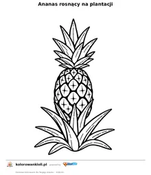 Ananas rosnący na plantacji — kolorowanka do wydruku dla dzieci
