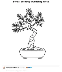 Bonsai sosnowy w płaskiej misce — kolorowanka do wydruku dla dzieci