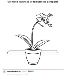Orchidea kwitnąca w doniczce na parapecie — kolorowanka do wydruku dla dzieci