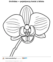 Orchidea — pojedynczy kwiat z bliska — kolorowanka do wydruku dla dzieci