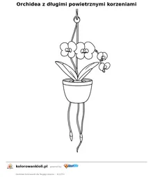Orchidea z długimi powietrznymi korzeniami — kolorowanka do wydruku dla dzieci