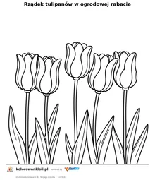 Rządek tulipanów w ogrodowej rabacie — kolorowanka do wydruku dla dzieci