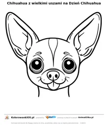 Chihuahua z wielkimi uszami na Dzień Chihuahua — kolorowanka na Dzień Chihuahua do wydruku