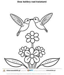 Dwa kolibry nad kwiatami — kolorowanka na Dzień Kolibra do wydruku