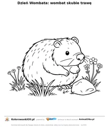Dzień Wombata: wombat skubie trawę — kolorowanka na Dzień Wombata do wydruku