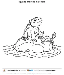 Iguana morska na skale — kolorowanka na Dzień Darwina do wydruku
