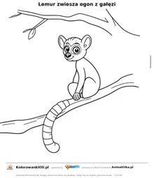 Lemur zwiesza ogon z gałęzi — kolorowanka na Dzień Lemura do wydruku