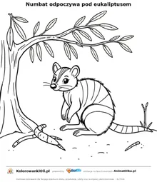 Numbat odpoczywa pod eukaliptusem — kolorowanka na Dzień Numbata do wydruku