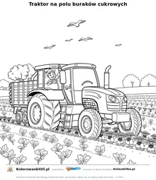 Traktor na polu buraków cukrowych — kolorowanka na Dzień Buraka do wydruku