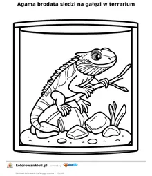 Agama brodata siedzi na gałęzi w terrarium — kolorowanka do wydruku dla dzieci