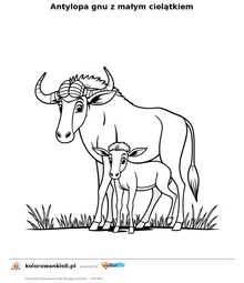 Antylopa gnu z małym cielątkiem — kolorowanka do wydruku dla dzieci