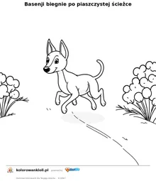 Basenji biegnie po piaszczystej ścieżce — kolorowanka do wydruku dla dzieci