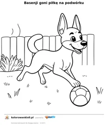 Basenji goni piłkę na podwórku — kolorowanka do wydruku dla dzieci