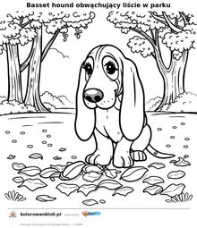 Basset hound obwąchujący liście w parku — kolorowanka do wydruku dla dzieci