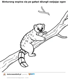 Binturong wspina się po gałęzi dżungli owijając ogon — kolorowanka do wydruku dla dzieci