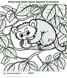 Binturong zjada owoce figowca na drzewie — kolorowanka do wydruku dla dzieci