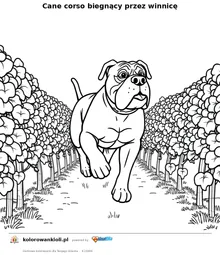 Cane corso biegnący przez winnicę — kolorowanka do wydruku dla dzieci