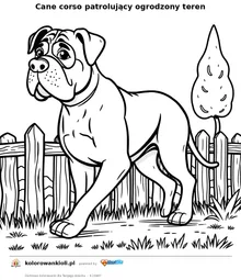 Cane corso patrolujący ogrodzony teren — kolorowanka do wydruku dla dzieci