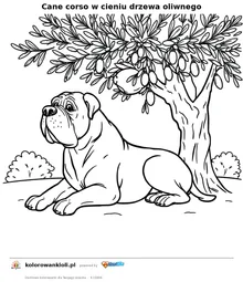 Cane corso w cieniu drzewa oliwnego — kolorowanka do wydruku dla dzieci