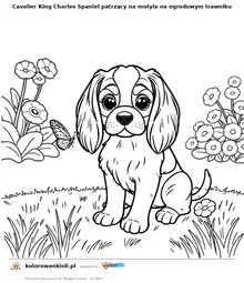 Cavalier King Charles Spaniel patrzący na motyla na ogrodowym trawniku — kolorowanka do wydruku dla dzieci