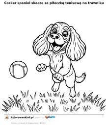 Cocker spaniel skacze za piłeczką tenisową na trawniku — kolorowanka do wydruku dla dzieci