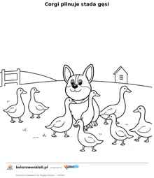 Corgi pilnuje stada gęsi — kolorowanka do wydruku dla dzieci