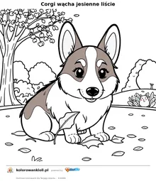 Corgi wącha jesienne liście — kolorowanka do wydruku dla dzieci