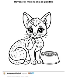 Devon rex myje łapkę po posiłku — kolorowanka do wydruku dla dzieci