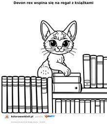 Devon rex wspina się na regał z książkami — kolorowanka do wydruku dla dzieci