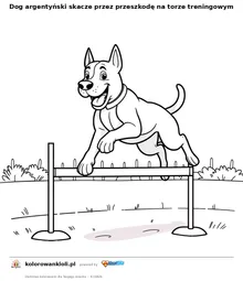 Dog argentyński skacze przez przeszkodę na torze treningowym — kolorowanka do wydruku dla dzieci
