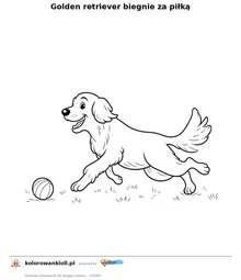 Golden retriever biegnie za piłką — kolorowanka do wydruku dla dzieci