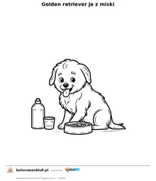 Golden retriever je z miski — kolorowanka do wydruku dla dzieci