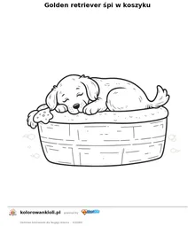 Golden retriever śpi w koszyku — kolorowanka do wydruku dla dzieci