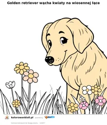 Golden retriever wącha kwiaty na wiosennej łące — kolorowanka do wydruku dla dzieci