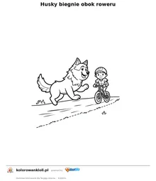 Husky biegnie obok roweru — kolorowanka do wydruku dla dzieci