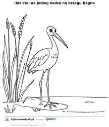 Ibis stoi na jednej nodze na brzegu bagna — kolorowanka do wydruku dla dzieci